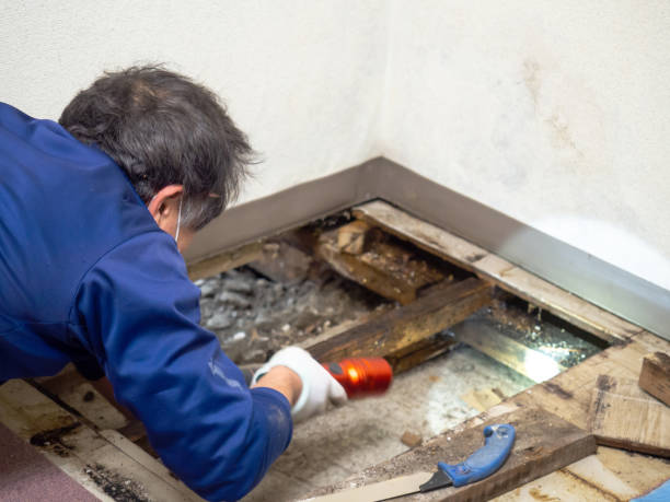 Best Emergency Mold Removal  in Seaside, CA