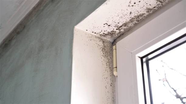 Professional Mold Removal in Seaside, CA