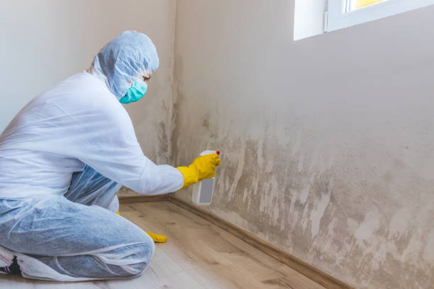 Best Attic Mold Removal  in Seaside, CA