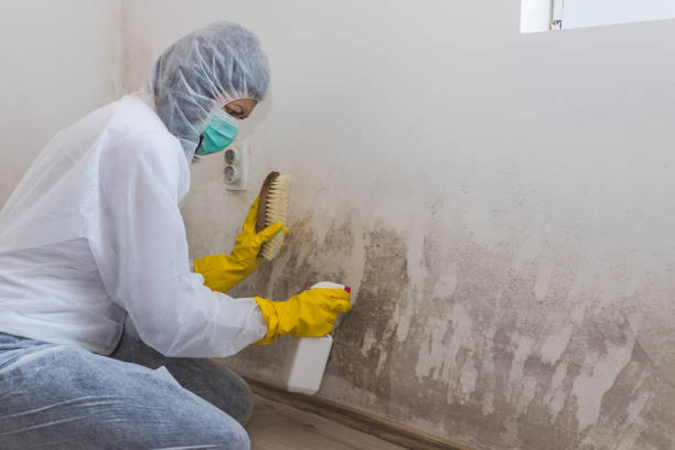 Best Black Mold Removal  in Seaside, CA