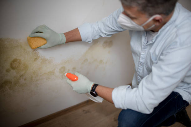 Best Fast Mold Removal  in Seaside, CA
