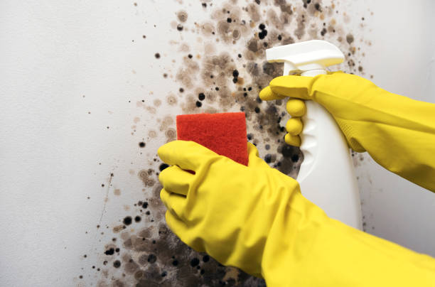 Best Commercial Mold Removal  in Seaside, CA