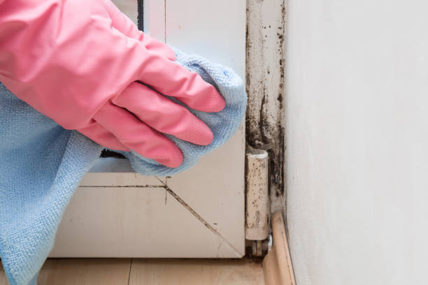 Best Fast Mold Removal  in Seaside, CA