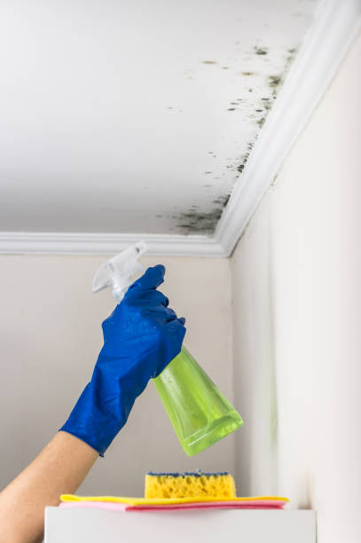 Best Toxic Mold Removal  in Seaside, CA